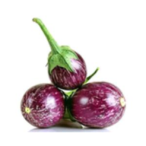 BRINJAL KATA (INDIA)